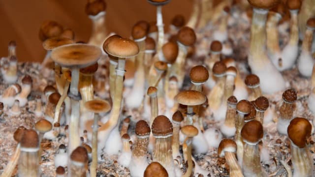 Grzyb halucynogenny w Polsce: jakie są skutki i ryzyka prawne? Grzyb halucynogenny w Polsce: jakie są skutki i ryzyka prawne?