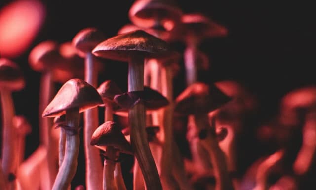 Legalność grzybów halucynogennych w Niemczech - co musisz wiedzieć Legalność grzybów halucynogennych w Niemczech - co musisz wiedzieć