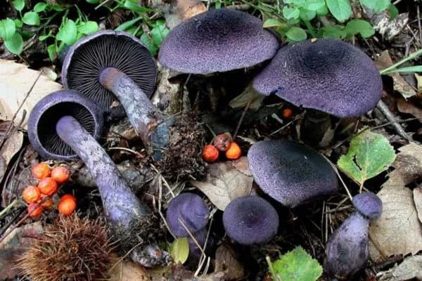 Fioletowe grzyby halucynogenne – jak je rozpoznać i jakie niosą ryzyko Fioletowe grzyby halucynogenne – jak je rozpoznać i jakie niosą ryzyko