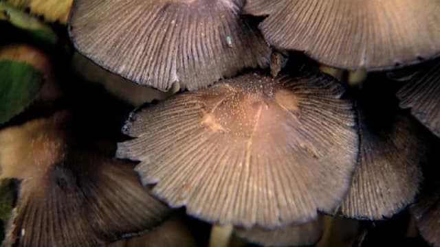 Grzyby halucynogenne gdzie rosną - poznaj ich naturalne siedliska Grzyby halucynogenne gdzie rosną - poznaj ich naturalne siedliska