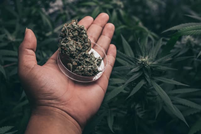 Co grozi za posiadanie 10g marihuany? Sprawdź kary i konsekwencje Co grozi za posiadanie 10g marihuany? Sprawdź kary i konsekwencje