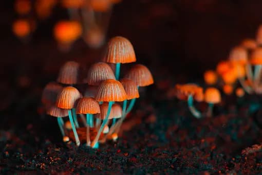 Psychodeliki a depresja - jak leki psychodeliczne mogą pomóc w leczeniu? Psychodeliki a depresja - jak leki psychodeliczne mogą pomóc w leczeniu?