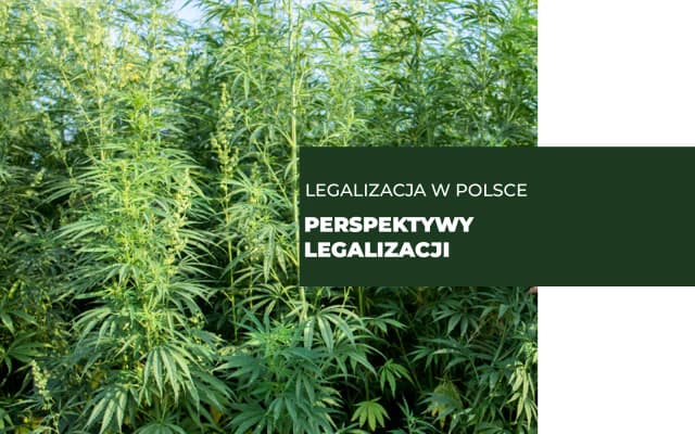 Kiedy będzie legalizacja marihuany w Polsce? Oto najnowsze informacje Kiedy będzie legalizacja marihuany w Polsce? Oto najnowsze informacje