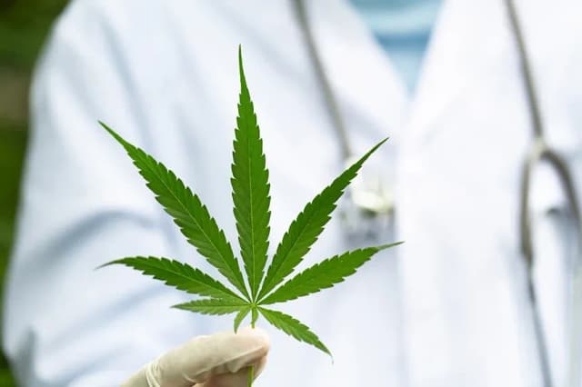 Medyczna marihuana w Polsce dla kogo? Poznaj kryteria i wskazania Medyczna marihuana w Polsce dla kogo? Poznaj kryteria i wskazania