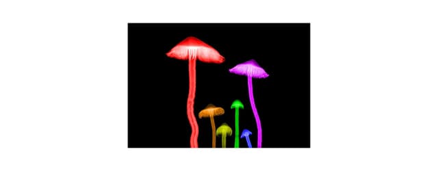 Legalne psychodeliki sklep - gdzie kupić growkity i zarodniki? Legalne psychodeliki sklep - gdzie kupić growkity i zarodniki?