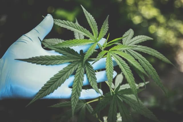 Ile ma THC w medycznej marihuanie? Poznaj kluczowe informacje Ile ma THC w medycznej marihuanie? Poznaj kluczowe informacje